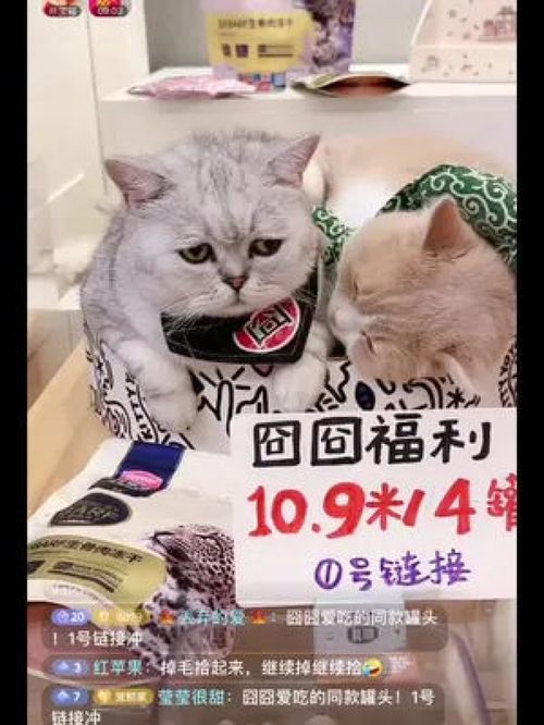 揭秘快猫直播，如何观看及注意事项