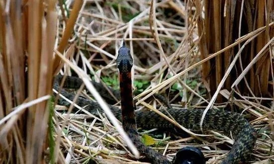 乡村寻蛇记，揭秘如何在田野间邂逅这些神秘生物