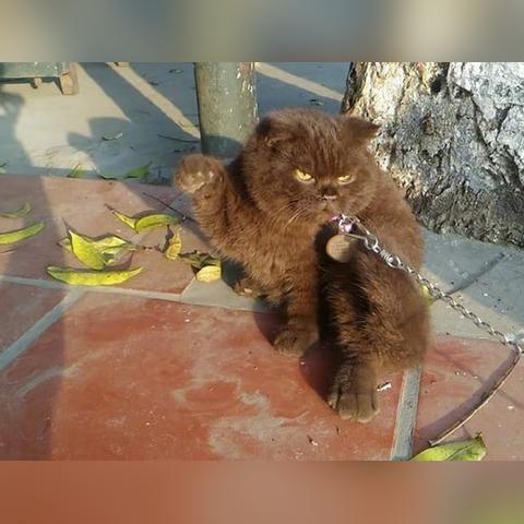 探寻浙江猫零食品牌，一通电话拉近萌宠美食距离