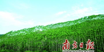 乡村草场划定标准解析，如何科学规划绿色家园