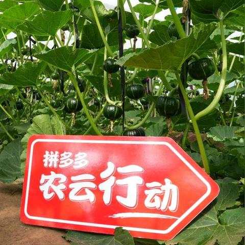 乡村振兴背景下，农产品电商的破局之道