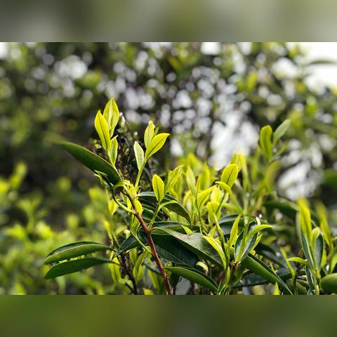 湖北乌龙茶茶叶品牌加盟攻略，品味茶香，共谋茶业新篇章