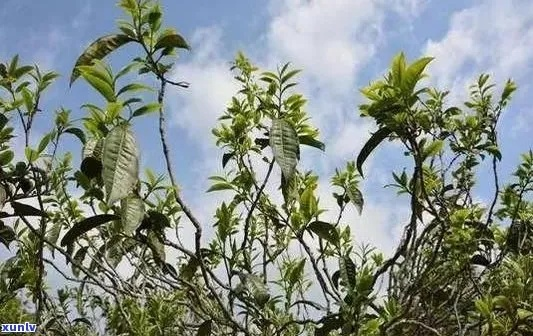 临沧茶叶香飘四海，这些知名品牌你了解多少？