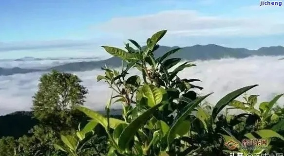 临沧茶叶香飘四海，这些知名品牌你了解多少？