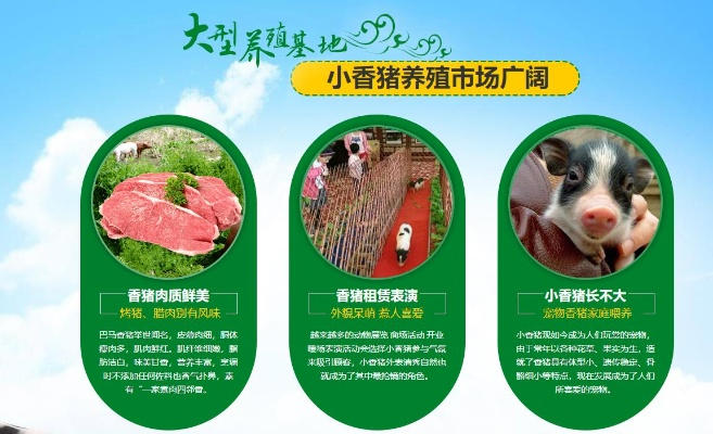 巴马香猪养殖加盟品牌推荐