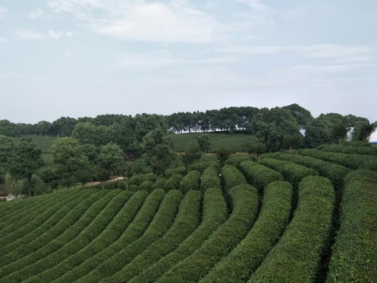 湖北石首六虎山茶叶，品味历史沉淀，探寻茶香之源