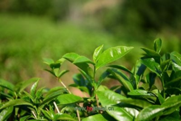 湖北石首六虎山茶叶，品味历史沉淀，探寻茶香之源