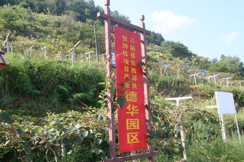 古蔺乡村振兴建设，探索与实践