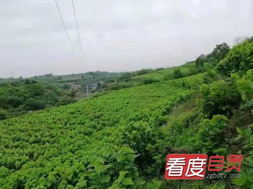 乡村振兴计划，如何脚踏实地，让乡村焕发新活力