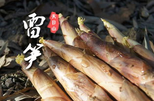 舌尖上的清新—盘点笋尖类零食品牌，让你一口咬掉春日清新！