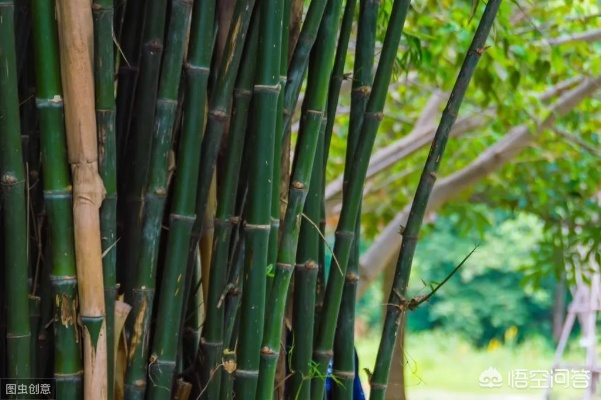 乡村绿化新篇章—竹子树种植攻略