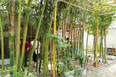 乡村绿化新篇章—竹子树种植攻略