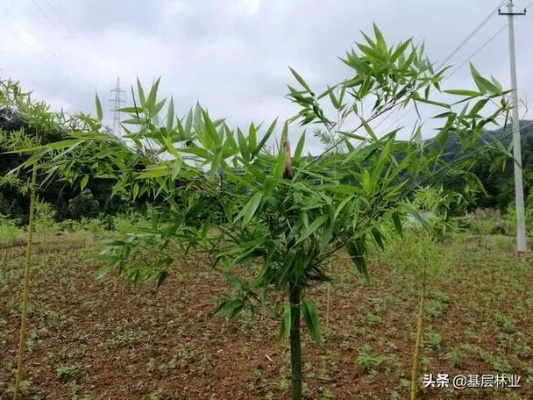 乡村绿化新篇章—竹子树种植攻略