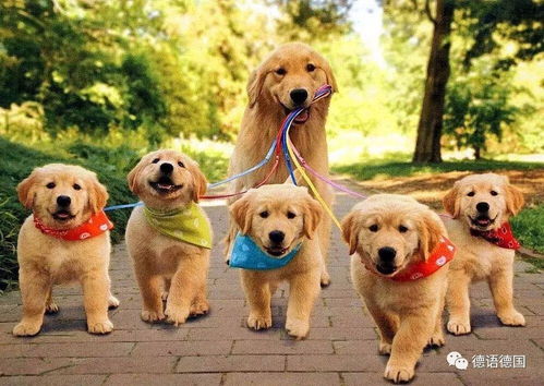 小狗狗的快乐时光—盘点几款超人气小型犬保养零食品牌