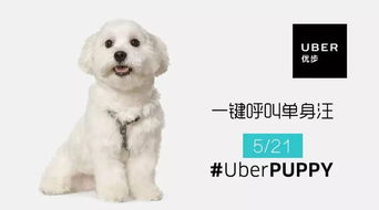 小狗狗的快乐时光—盘点几款超人气小型犬保养零食品牌