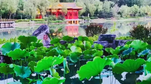 莲池美景如画，游客好评如潮—莲池景点好评排行榜大揭秘