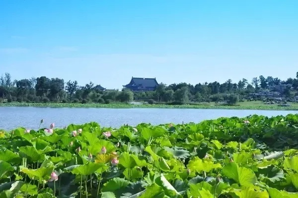 莲池美景如画，游客好评如潮—莲池景点好评排行榜大揭秘