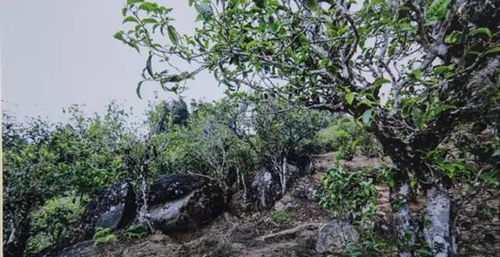 马头岩—探寻那片神秘的山茶香