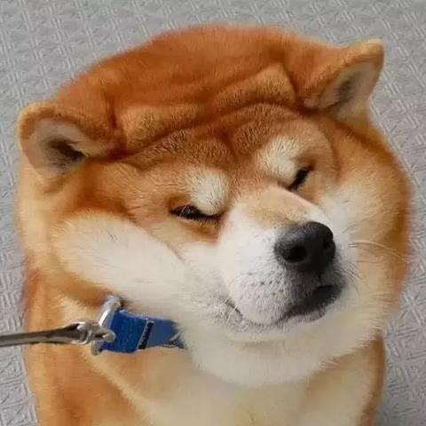 柴犬专属零食品牌，宠爱有加，美味相伴