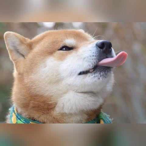 柴犬专属零食品牌，宠爱有加，美味相伴