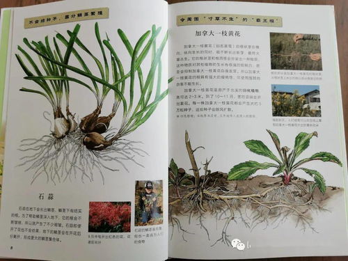 打造乡村风格书籍，一本充满田园气息的阅读之旅