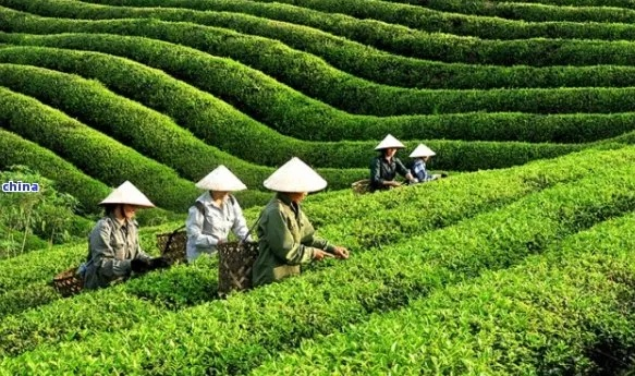 越南茶叶品牌大盘点，品味东南亚的茶香风情