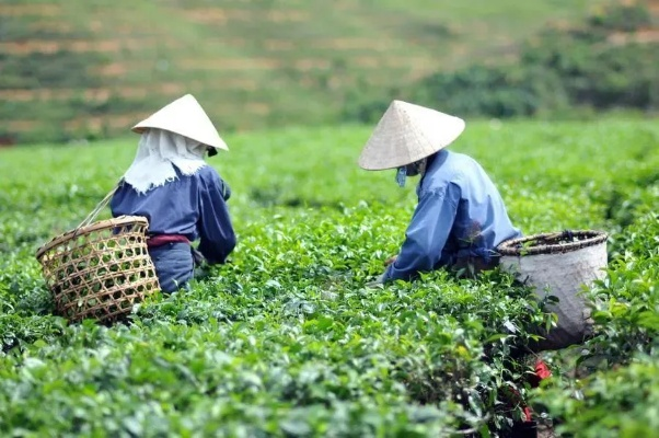 越南茶叶品牌大盘点，品味东南亚的茶香风情