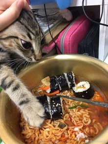 河南创意猫零食品牌店铺，萌宠美食新天地，打造猫咪专属味蕾盛宴