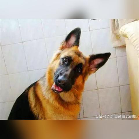 澳洲德牧玩具推荐品牌大盘点，让你的爱犬快乐成长！