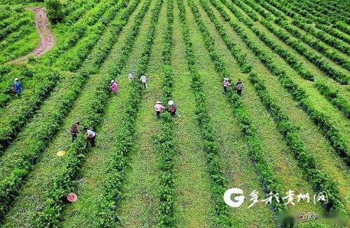 如何调整乡村产业结构布局，让农村焕发新活力