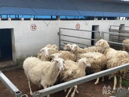 深圳宝安羊小咩便荔卡提现 深圳宝安羊小咩便荔卡提现