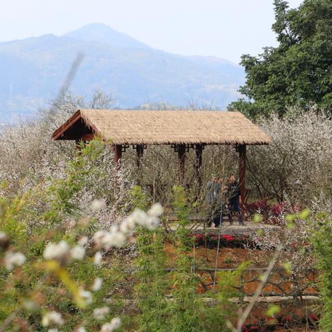 农村乡村文化公园筹建攻略，打造美丽乡村新地标