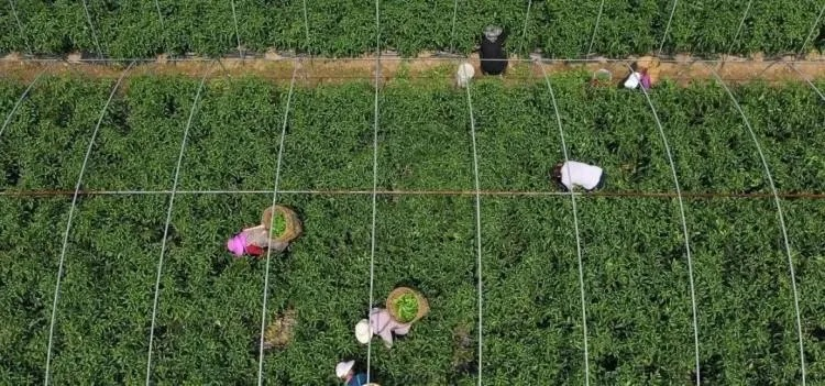 特殊工种乡村旅游，让特色人才成为乡村振兴的新引擎