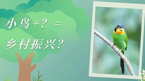 乡村鸟儿的快乐家园—我的养鸟日记