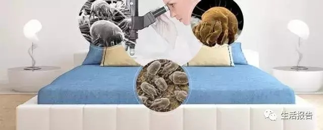 除螨仪真的管用吗？揭秘除鸭绒被除螨效果