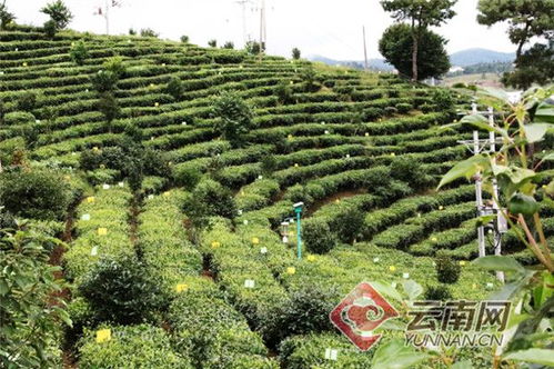 双柏茶叶品牌大盘点，品味云南，尽享茶香四溢