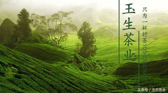 印象秋韵，探寻茶叶界的秋日诗篇
