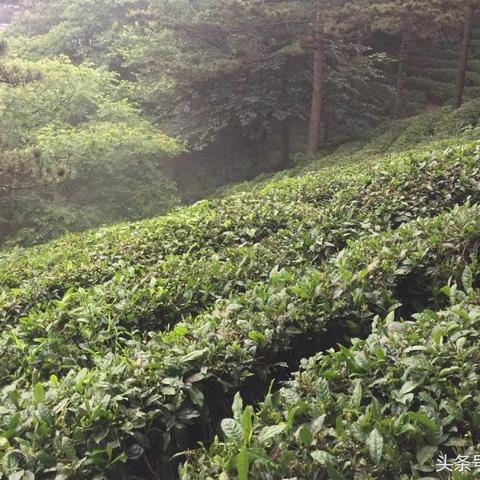 南方名茶加盟店热门品牌推荐