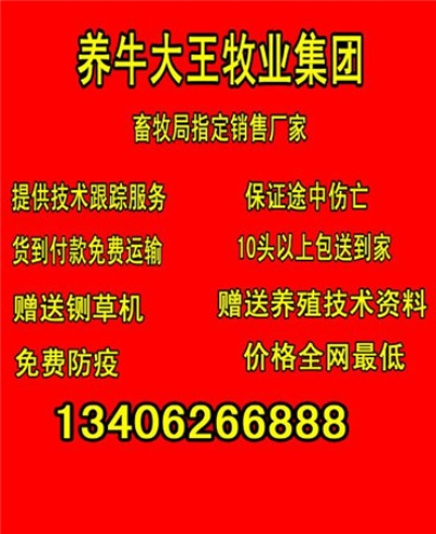 招远养牛加盟店品牌推荐