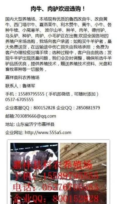 招远养牛加盟店品牌推荐