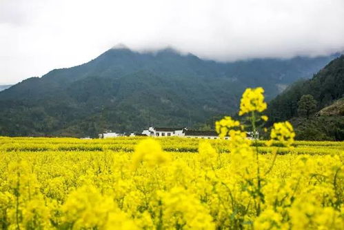 乡村油菜花实拍攻略，如何捕捉最美春日风景