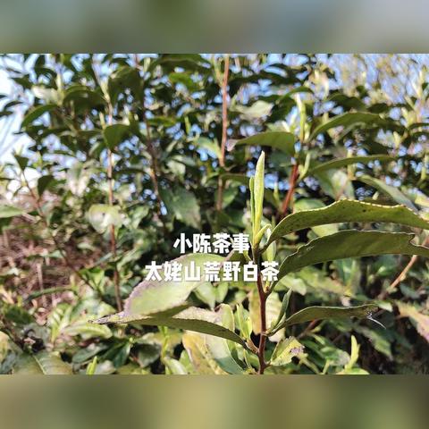 揭秘品牌茶之谜，台地茶叶还是高山茶？一探究竟！