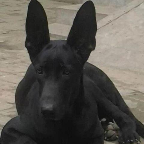 户外探险的时尚伙伴—韩国户外品牌黑狼犬