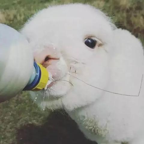 自己可以套出来羊小咩享花卡吗 自己可以套出来羊小咩享花卡吗？