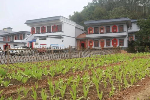国企在乡村振兴中的领头羊作用，助力乡村发展新篇章