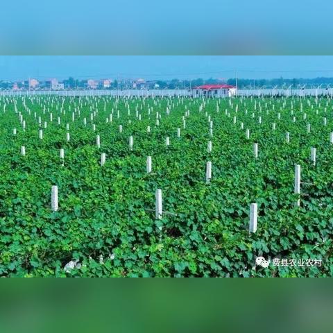 如何打造特色乡村地理，助力乡村振兴—实操攻略与案例分析