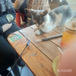 喵星人守护，母婴新选择—猫主题母婴品牌大揭秘