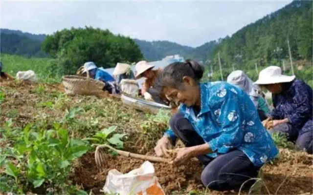 乡村致富经，如何在乡村这片热土上挣钱？