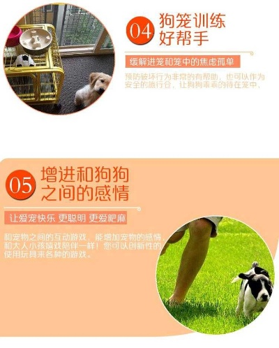 成犬训练玩具大揭秘，这些品牌让你训练更轻松！
