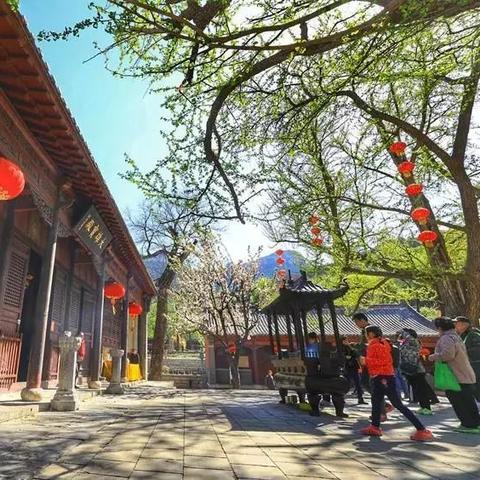 济南茶叶市场品牌盘点，品味济南，尽享茶香四溢